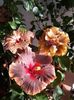 Moorea Juan Lucas, Suntan& Chi's Garden Forest Rapsody