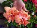 Classic apricot