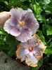 Moorea Mangy Blue & Creole Lady
