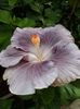 Moorea Mangy Blue