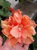 Classic apricot