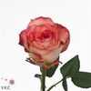 rose-antique-duett10