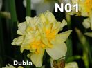 narcise cadou n1