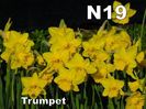narcise cadou n19
