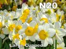 narcise cadou n20