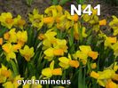 narcise cadou n41