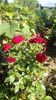 IMG-20190616-WA0000