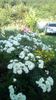 IMG-20190616-WA0016