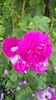 IMG-20190616-WA0017