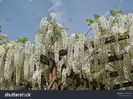 Wisteria Sinensis