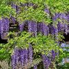 Wisteria Sinensis