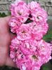 Australian Pink Rosebud