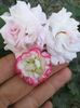 Milfield Rose și Appleblosom Rosebud