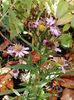 Aster dumosus Micurka