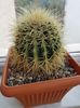 Echinocactus grusonii 1