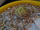 Mammillaria schiedeana