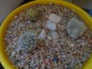 Grup de 3 cactusi