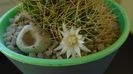 Mammillaria decipiens ssp. camptotricha