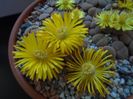 Lithops