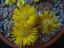 Lithops