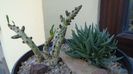 Marlothistella ubiondalensis & Tylecodon bucholzianus