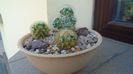 Grup de 3 Mammillaria