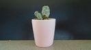 Ortegocactus macdougallii