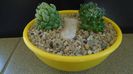 Grup de 2 Mammillaria