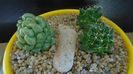 Grup de 2 Mammillaria