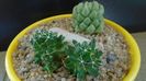Grup de 2 Mammillaria