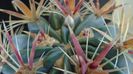Ferocactus latispinus, boboci
