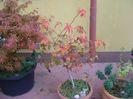 Liquidambar styraciflua