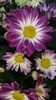 received_410699276262692