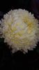 received_2496032160639771