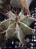 Astrophytum ornatum