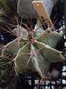 Astrophytum ornatum