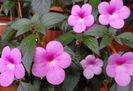 Peach Blossom