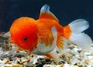 red%2526white%20oranda[1]