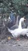 VideoCapture_20191103-225614