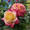 pullman-orient-express-trandafir-urcator-2_20