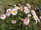 chrysanthemum Julia