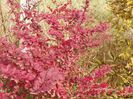berberis Golden Ring