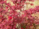 berberis Golden Ring
