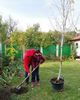 betula pendula(mesteacan)