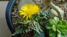 Faucaria tigrina
