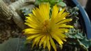 Faucaria tigrina