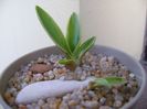 Agave desmettiana