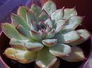 Ultimul tratament preventiv- Echeveria Pulidonis