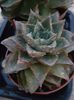 Echeveria purpusorum