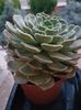 Echeveria Brown rose